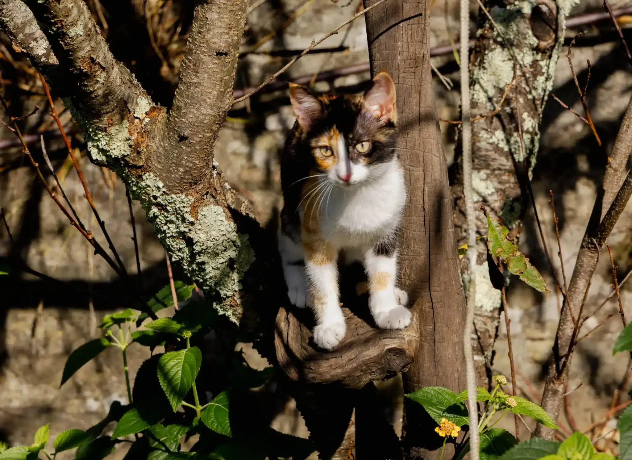 Agriturismo Pet Friendly