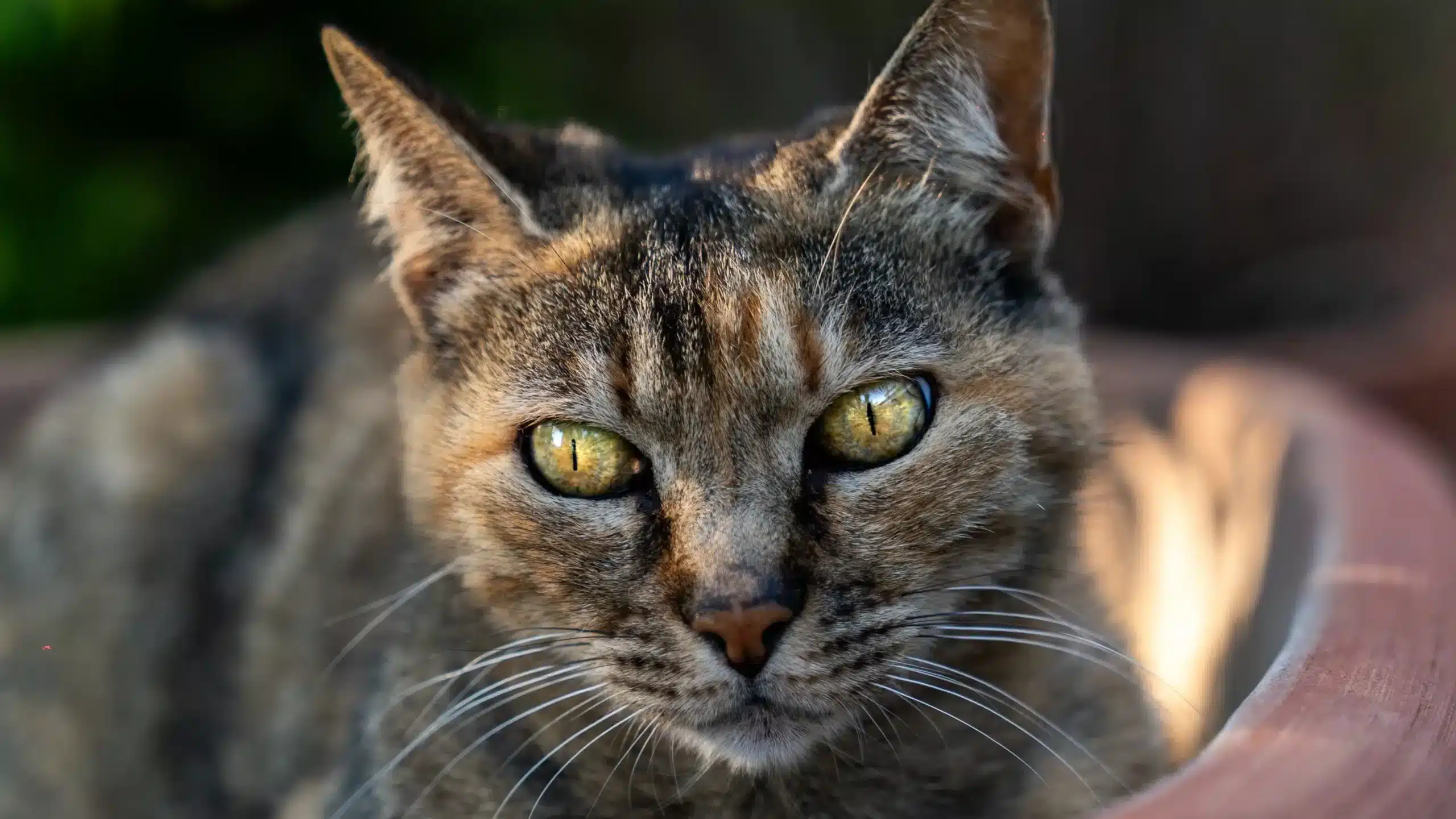 avventure a quattro zampe