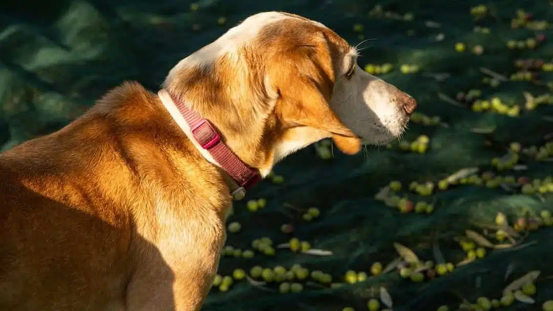 avvertenze agriturismo pet